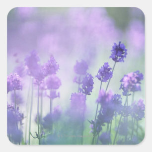 Lavender 2 square sticker