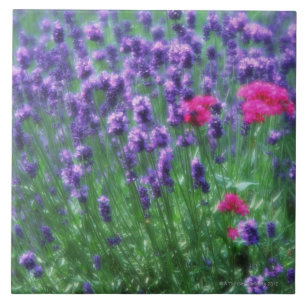 Lavender 3 tile