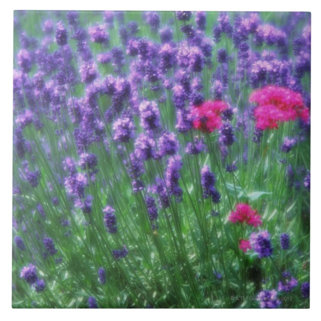 Lavender 3 tile (Front)