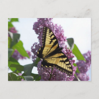 Lavender Afternoon Postcard