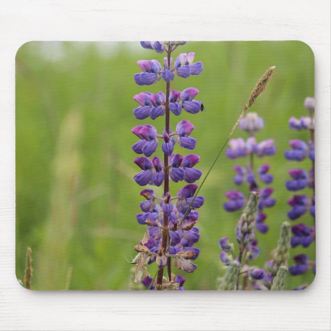 Lavender Alaskan Lupines Mouse Mat (Front)