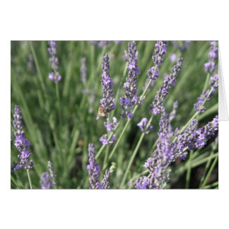 Lavender and Bee