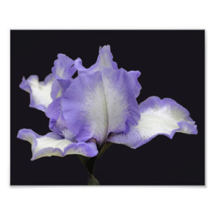 Lavender And White Bearded Iris Flower 8x10 Photo Print
