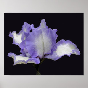 Lavender And White Bearded Iris Flower Poster