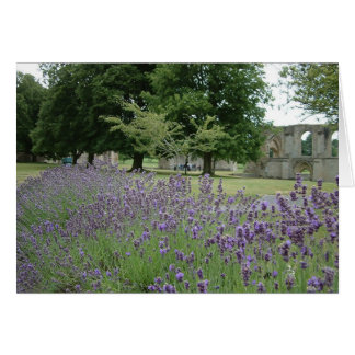 Lavender at Glastonbury