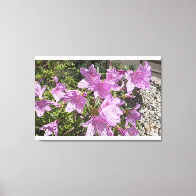 Lavender Azaleas Canvas Print (Front)