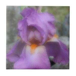 Lavender Bearded Iris Flower Nature Tile