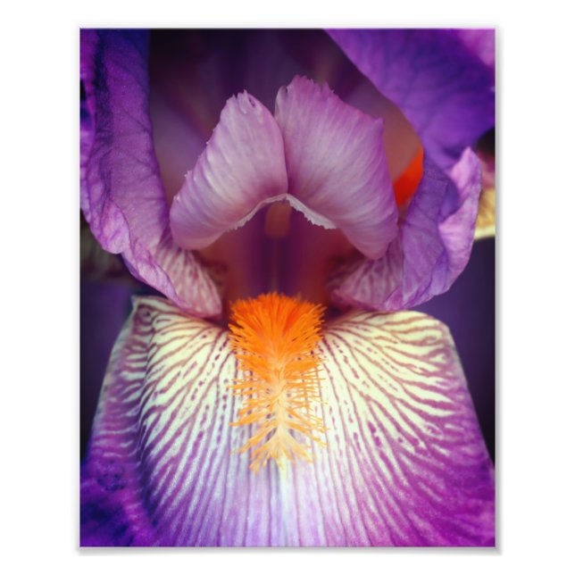Lavender Bearded Iris Flower Petal Close Up 8x10 Photo Print (Front)