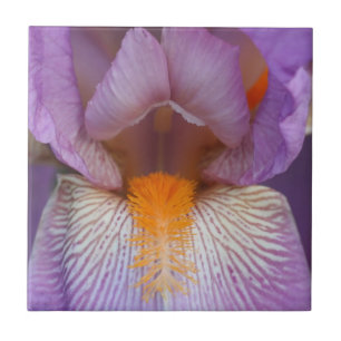 Lavender Bearded Iris Flower Petals Nature Tile