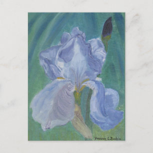 Lavender Bearded Iris Postcard