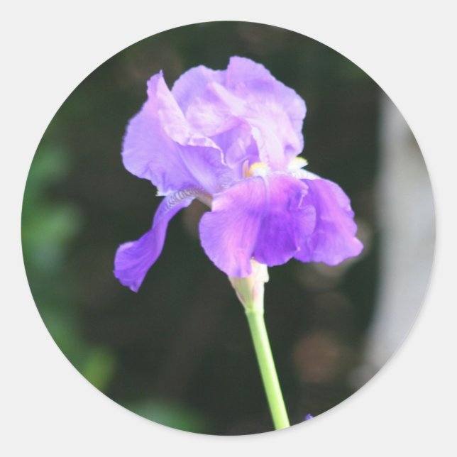 Lavender Bearded Iris stickers (Front)