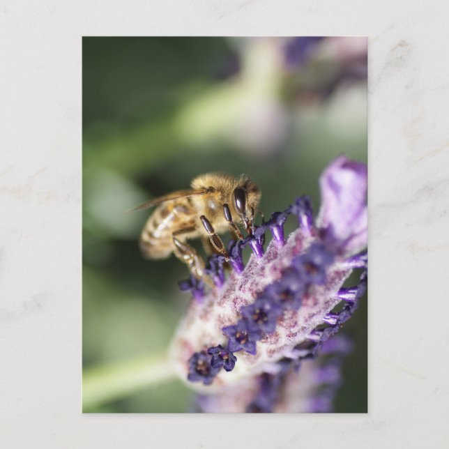Lavender Bee Postcard (Front)