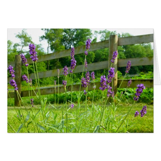 Lavender Blooming Card