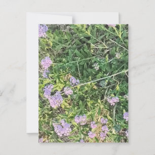 Lavender Blooms Among Wild Meadow Grasses Postcard