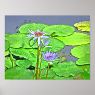 LAVENDER BLUE LOTUS BLOSSOM AND BRIGHT GREEN LILY POSTER