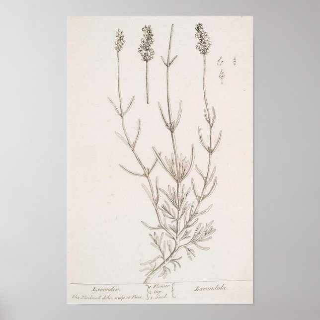 Lavender botanical print poster (Front)