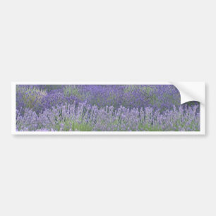 Lavender Bumper Sticker