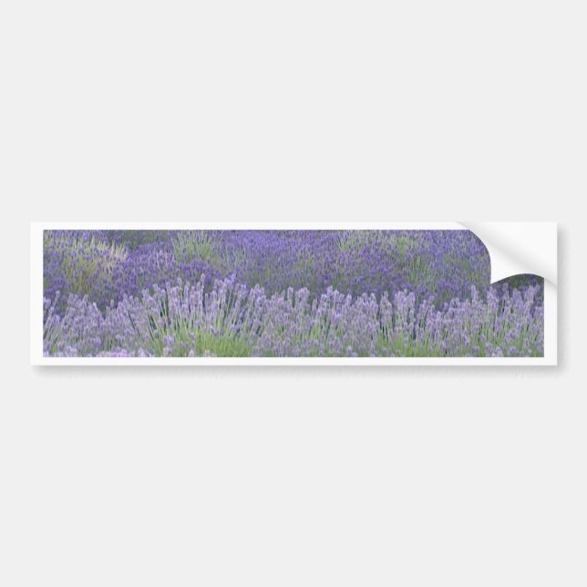 Lavender Bumper Sticker (Front)