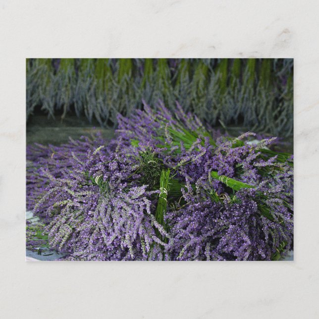 Lavender Bunches Postcard (Front)