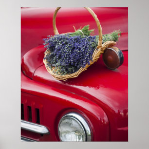 Lavender bunches rest on old farm pickup truck poster
