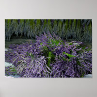 Lavender Bundles