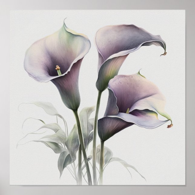 Lavender Calla Lilies Lily Flower Art Print Poster (Front)