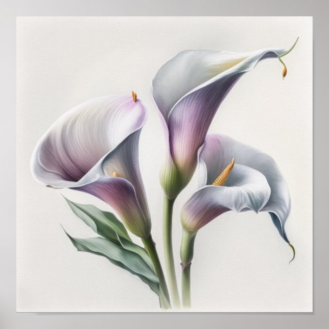 Lavender Calla Lilies Lily Flower Art Print Poster (Front)