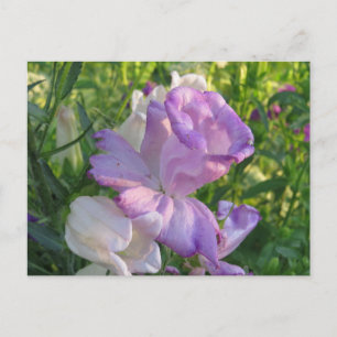 Lavender Campunella Bell Flower Postcard