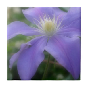 Lavender Clematis Flower Nature Tile
