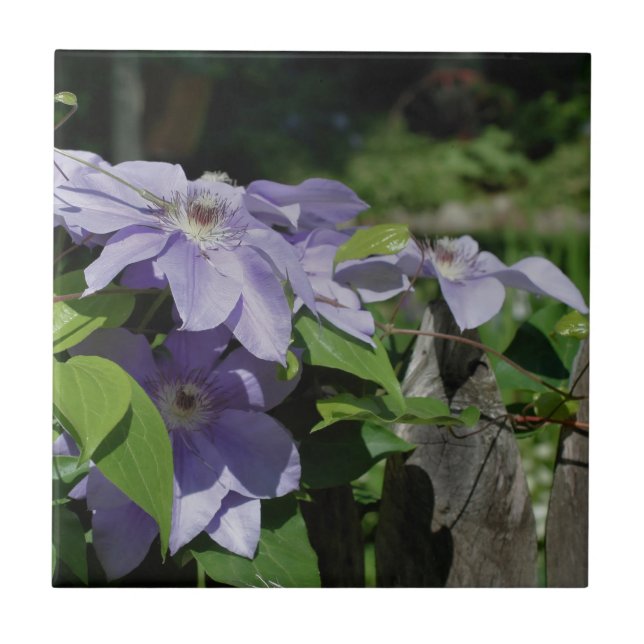 Lavender Clematis Flowers On Fence Nature Tile (Front)