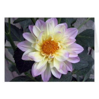 Lavender Creme Dahlia