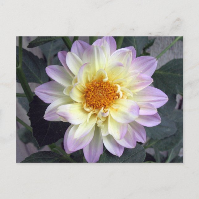 Lavender Creme Dahlia Postcard (Front)