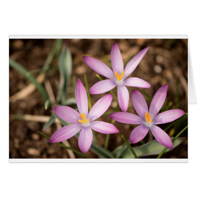 Lavender Crocus Triangle (Front Horizontal)