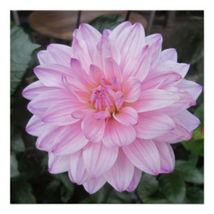 Lavender Dahlia Flower Poster