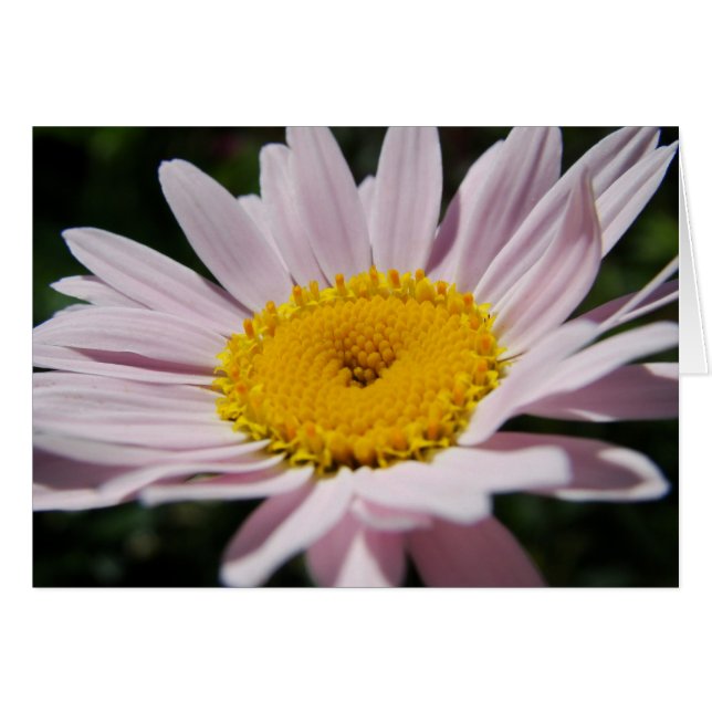 Lavender daisy (Front Horizontal)