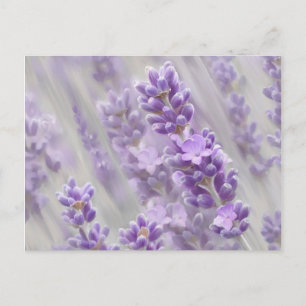 Lavender dreams. postcard
