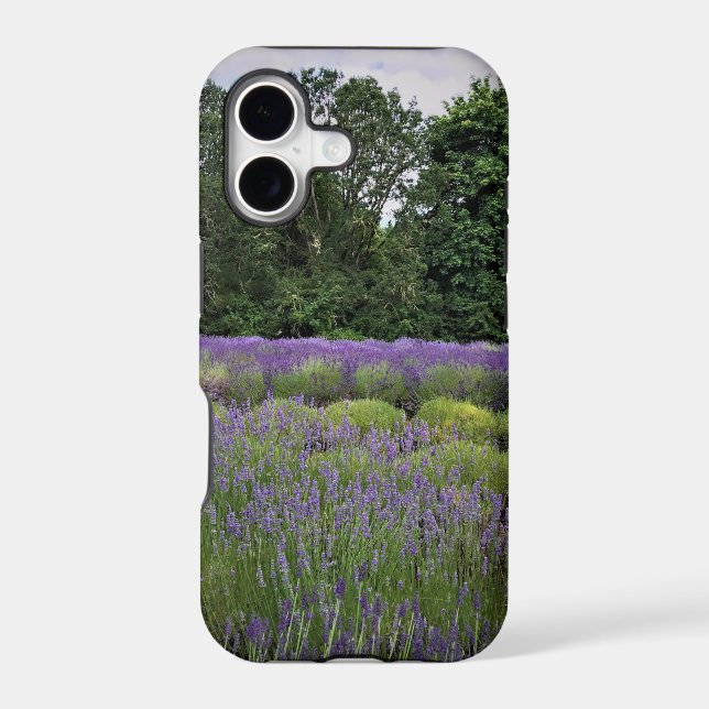 Lavender Farm (Back)