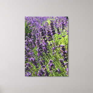 Lavender Farm Canvas Print