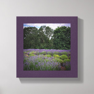 Lavender Farm Canvas Print