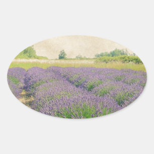 Lavender Farm - Distressed Oval Sticker