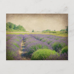 Lavender Farm - Distressed Postcard