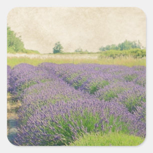 Lavender Farm - Distressed Square Sticker