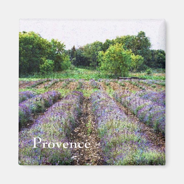 lavender farm field - Provence Magnet (Front)