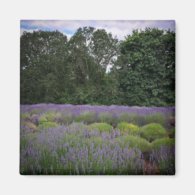 Lavender Farm Magnet (Front)