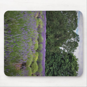 Lavender Farm Mouse Mat