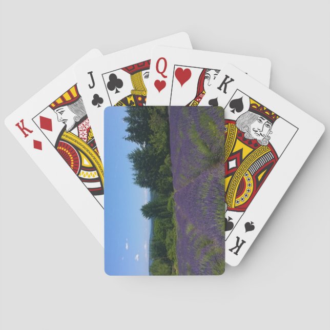 Lavender Farm Playing Cards (Back)