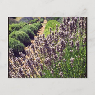 Lavender Farm Postcard
