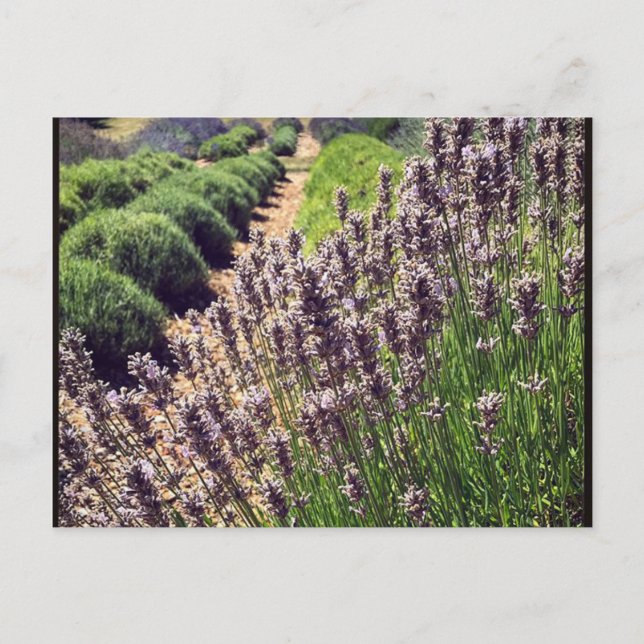 Lavender Farm Postcard (Front)