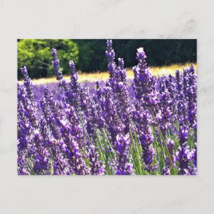 Lavender Farm Postcard