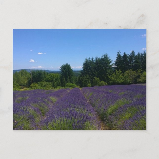 Lavender Farm Postcard (Front)